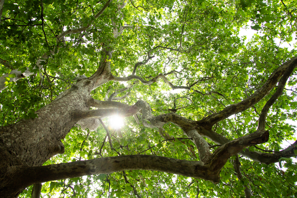 bottom view of a tree's canopy with the sun shining through its leaves and branches