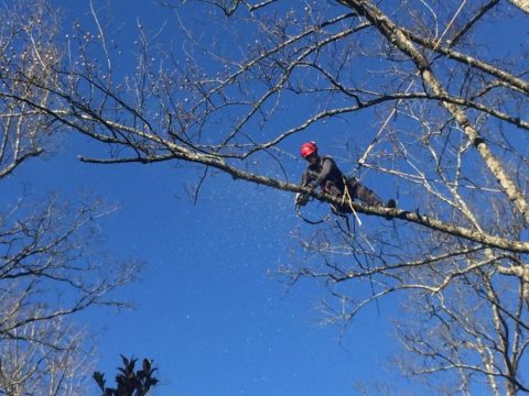 Tree Service Removal Asheville Nc Aborists Treetrimming Experts