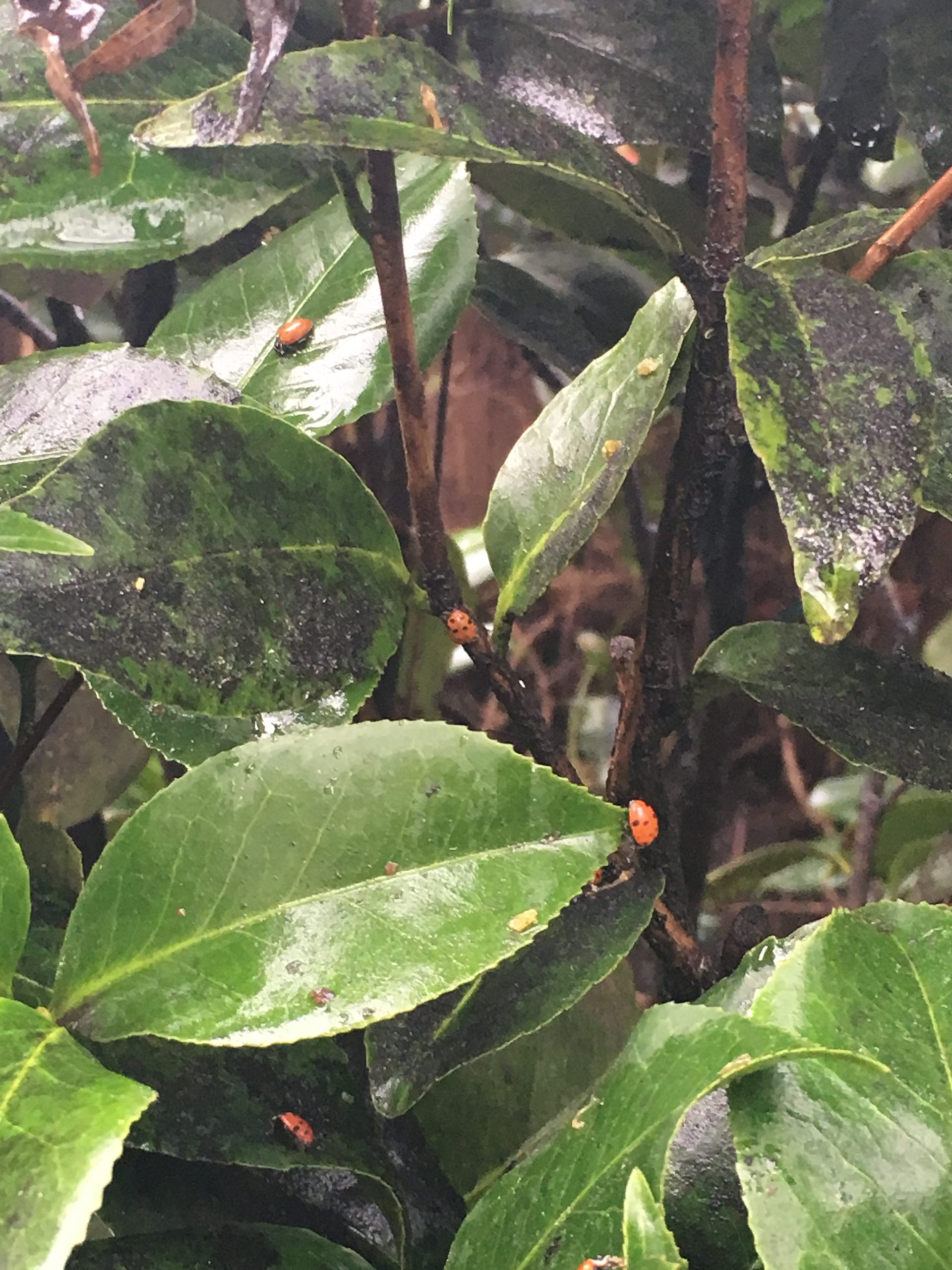 Featured image for “Lady Bird Beetles”