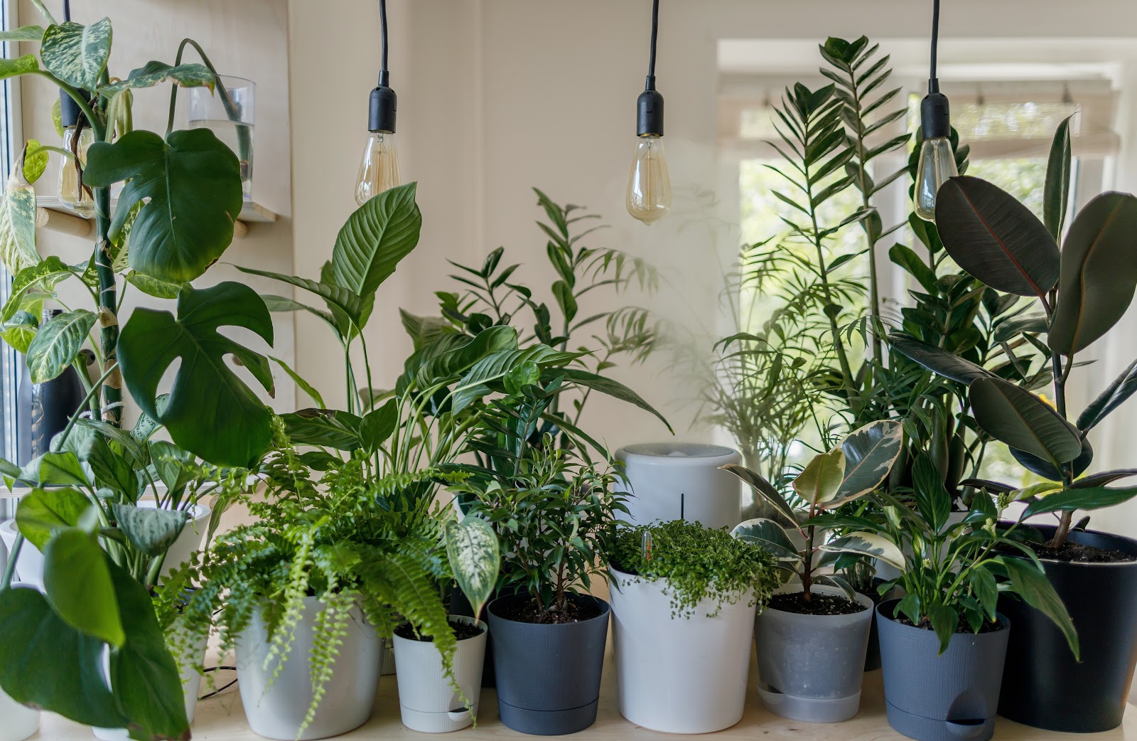 Featured image for “Is it a house plant or a Home plant?”