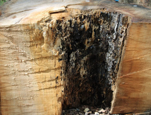 “When Should I Request a Tree Risk Assessment?” – Cissy Urbanovsky