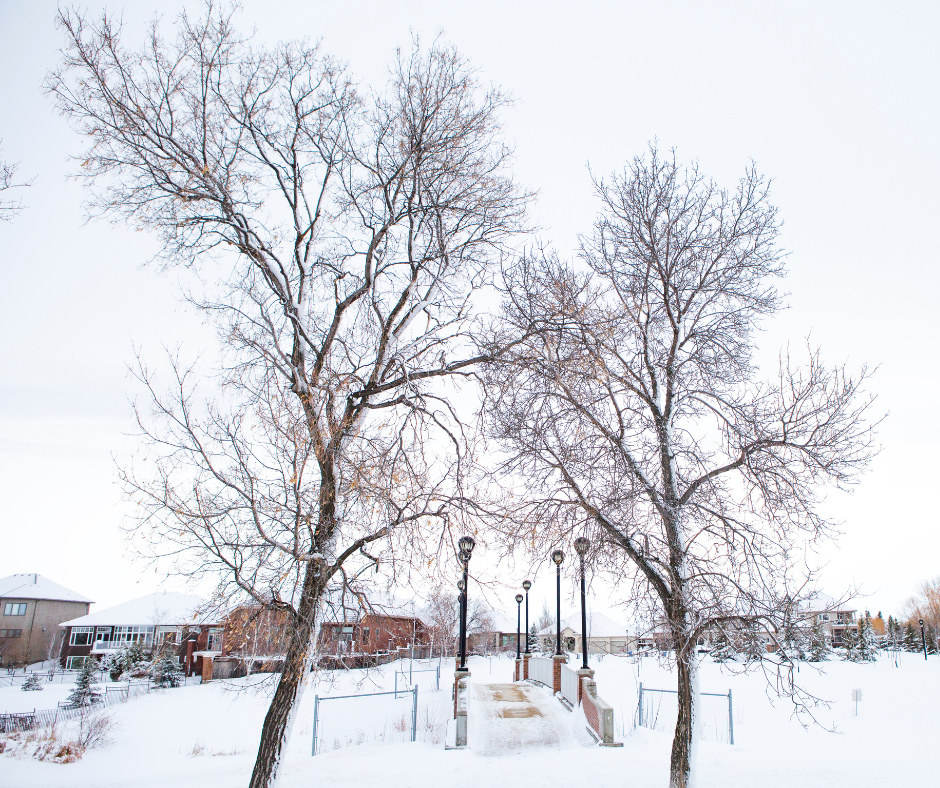 Winter dormancy trees