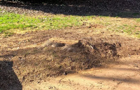 Stump-Grinding process Stump-Grinding process