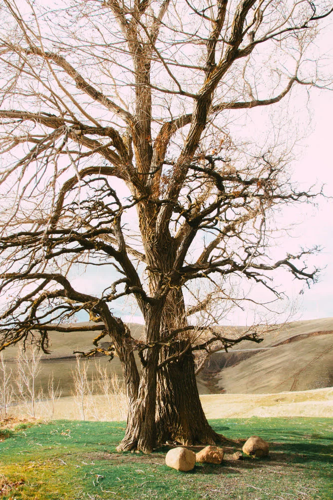 a big tree without the leafs