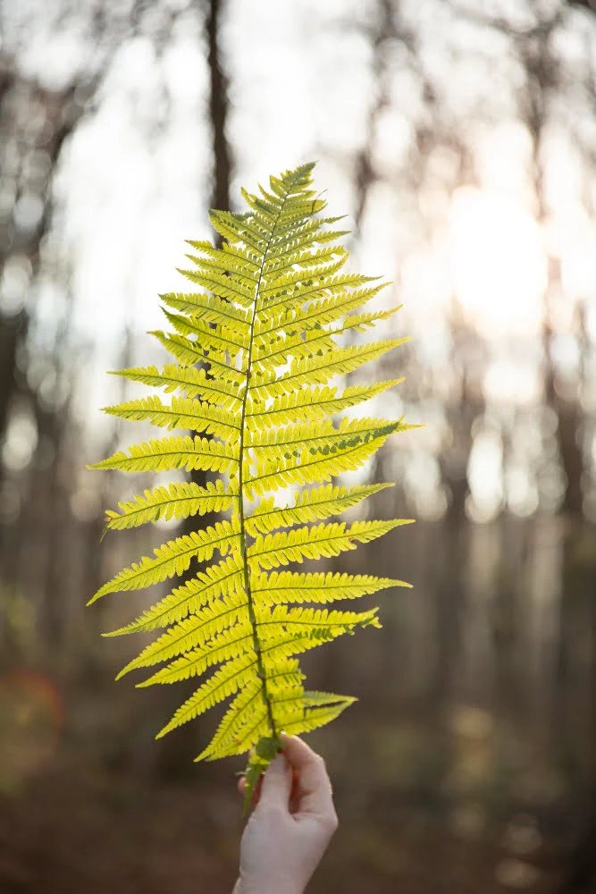 a leaf of bush