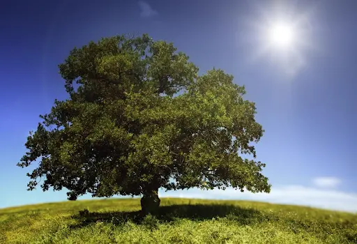 Featured image for “Are Your Trees Suffering From Summer Heat Stress? How to Identify and Prevent It”