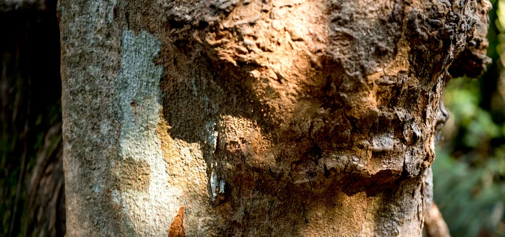 nature-growth-environment-green-ecology