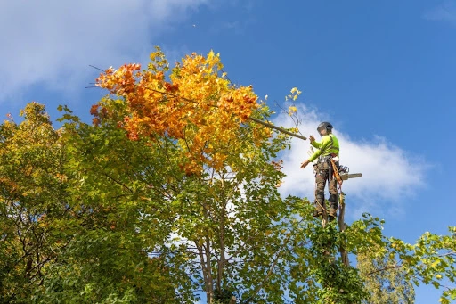 person pruing a tree