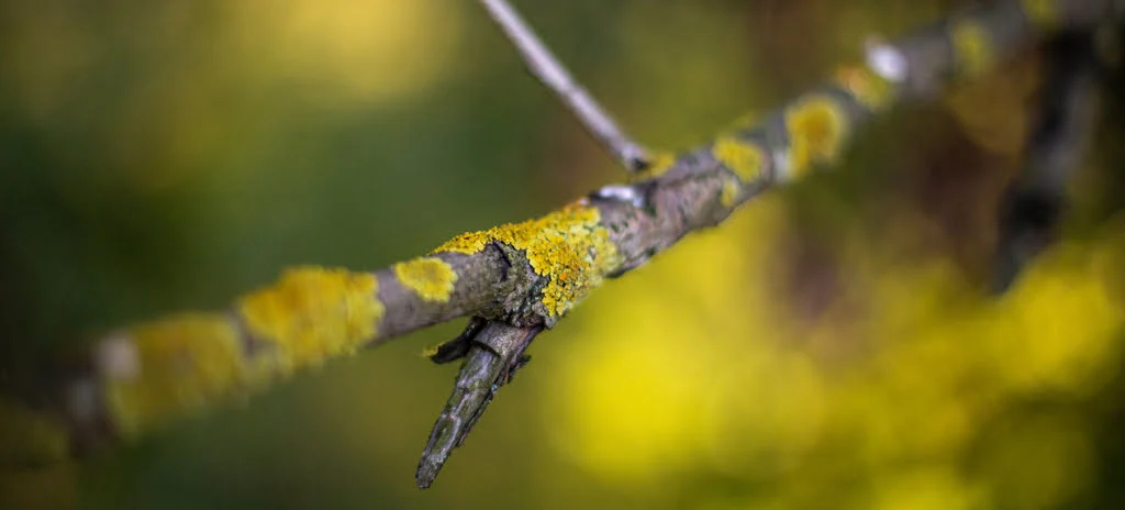 selective-focus-moss-tree-branch
