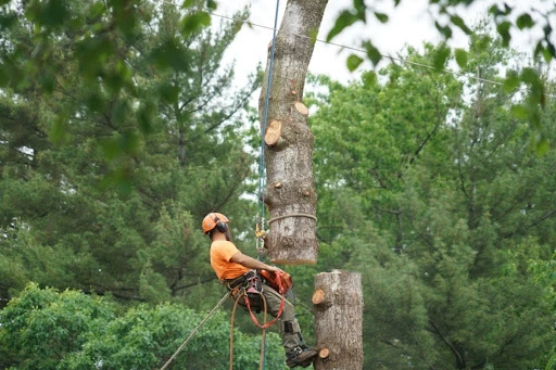 Featured image for “How to Find the Right Tree Removal Service”