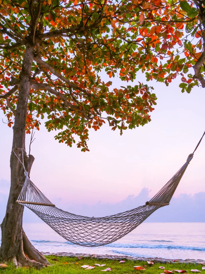 tree swing with ocanic view