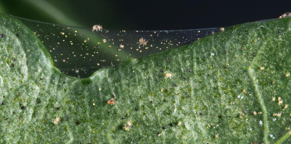 spider-mites
