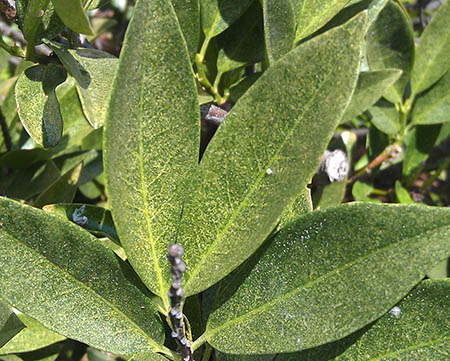 spider mites on leaves