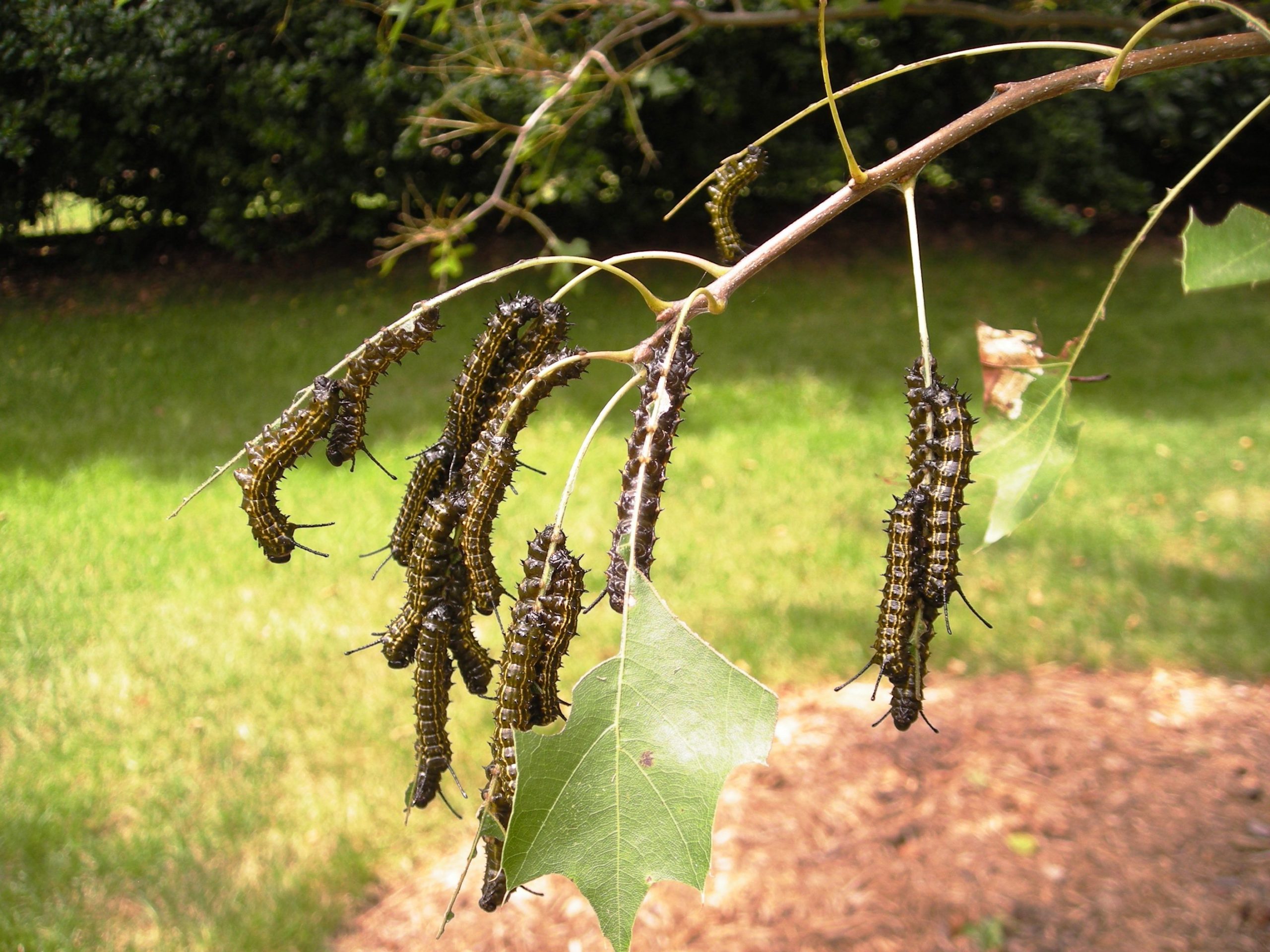 oak worm on tree branch