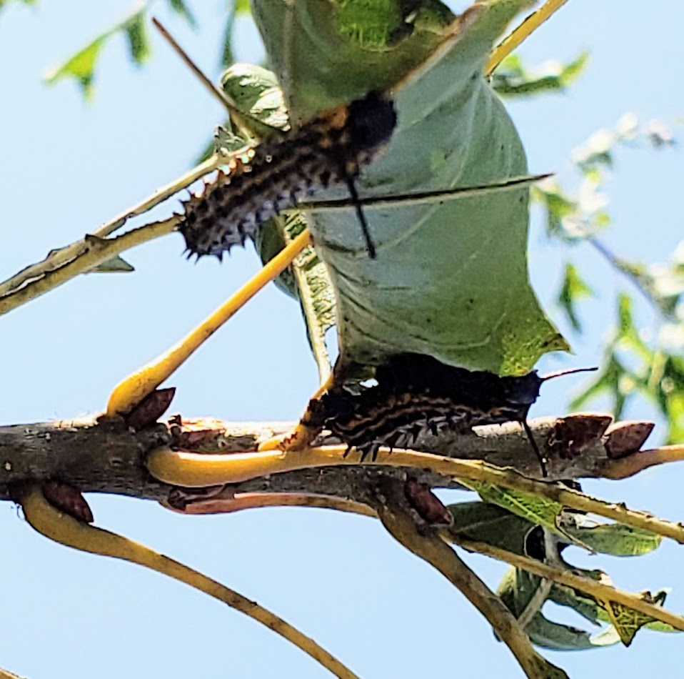 branch with oak worms