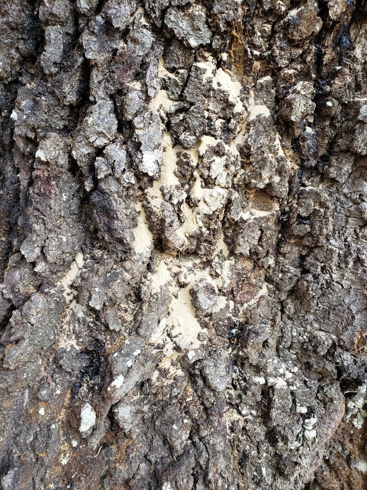 tree affected with mites