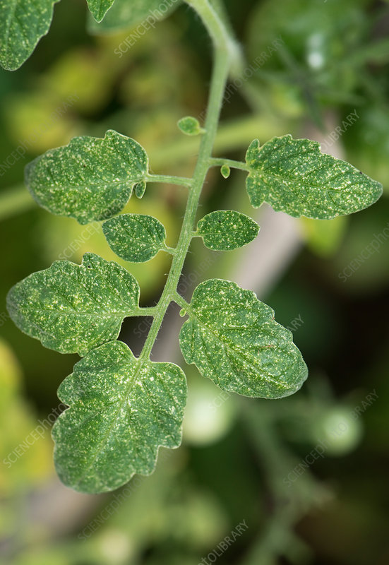 Two-spot spider mite damage to tomato plant