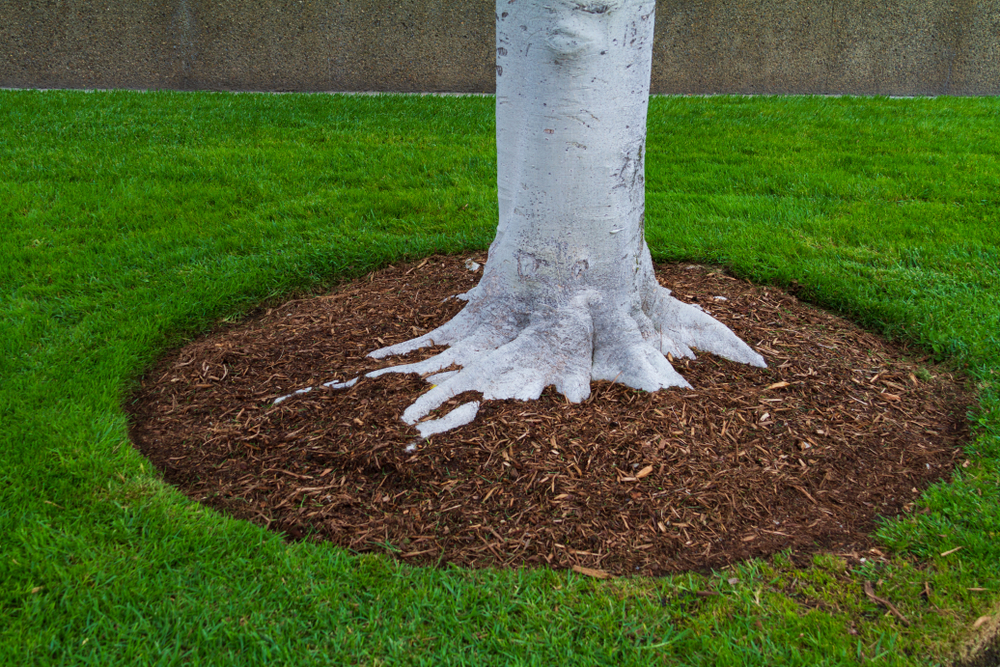 Featured image for “Your Monthly Guide to Tree & Plant Health Care”