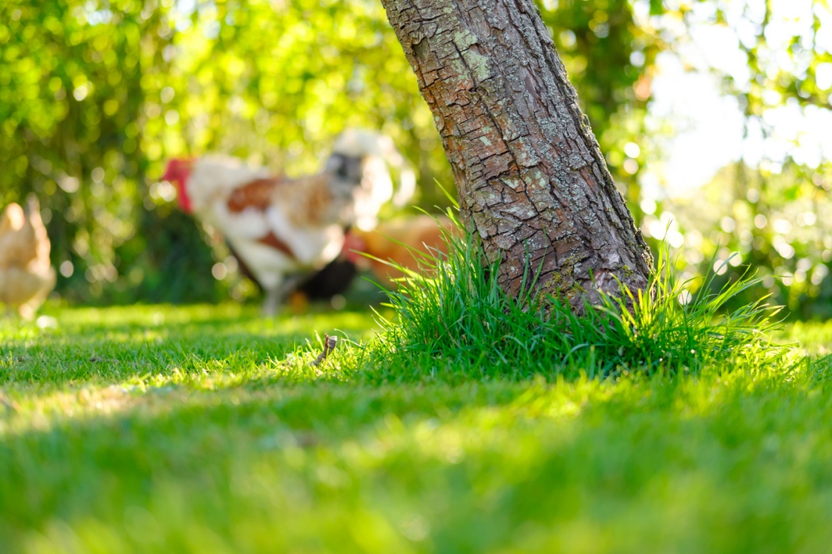 Featured image for “How to Help a Leaning Tree”
