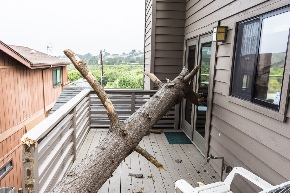 Featured image for “The Dangers of DIY Tree Removals: Damage, Injury & More”