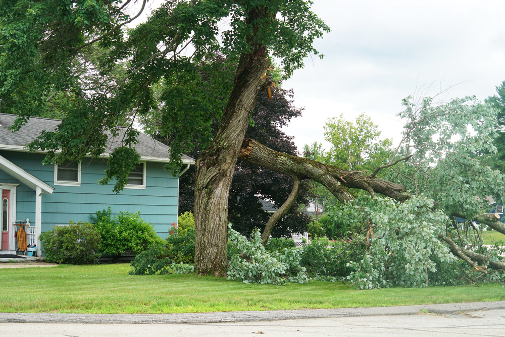Featured image for “Tips to Save a Storm-Damaged Tree”