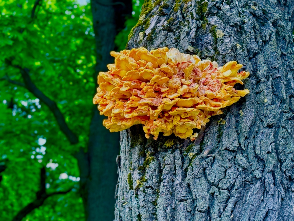 Featured image for “Treatment Options for Trees With Fungal Infections”
