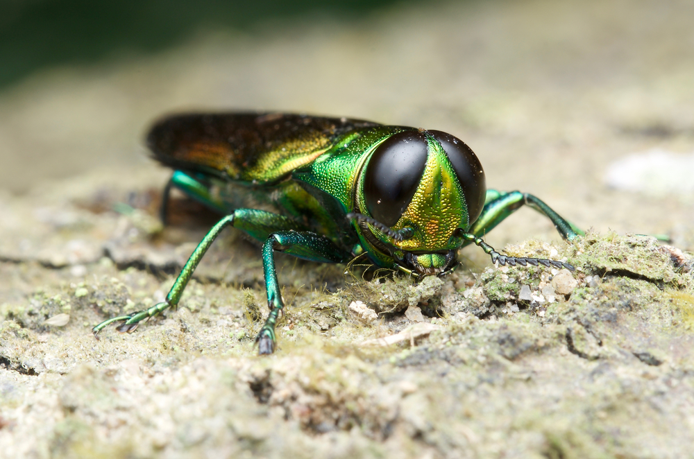 Featured image for “The Importance of Treating Ash Trees for Emerald Ash Borers”
