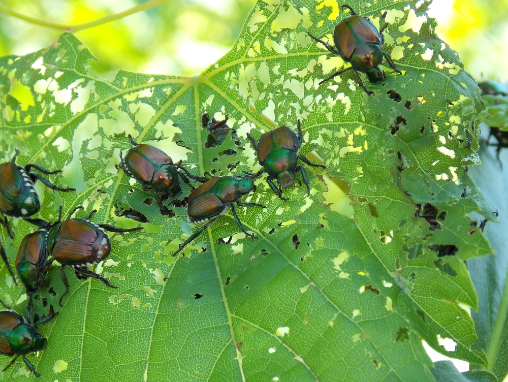 Featured image for “What Bugs Are Eating My Tree’s Leaves?”