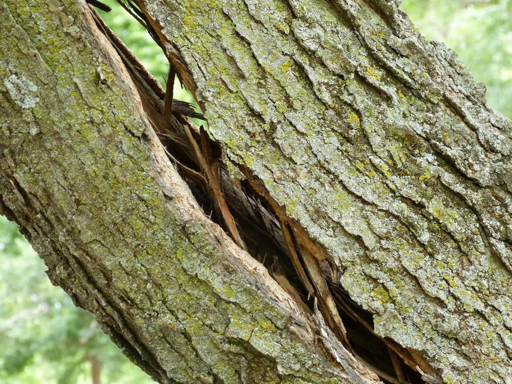 Featured image for “Important Signs a Tree Isn’t Structurally Sound”