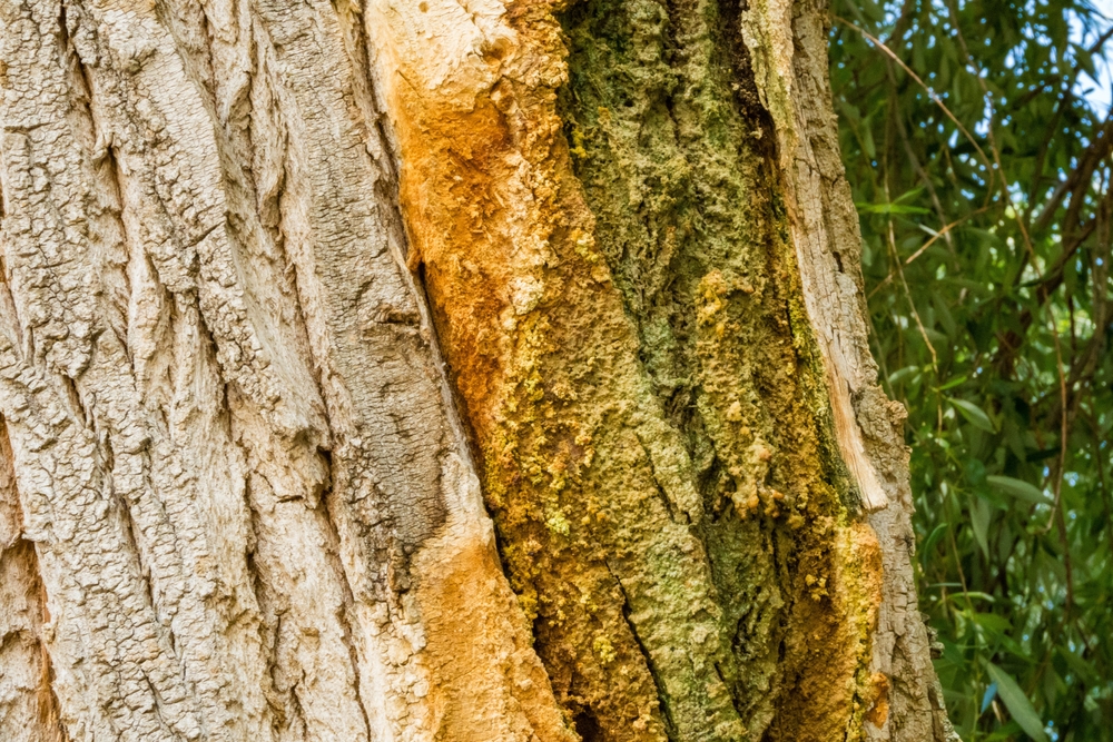 Featured image for “How Do I Treat a Diseased Tree?”