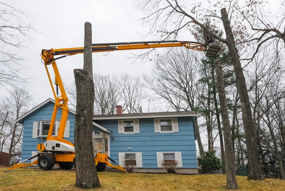 Featured image for “Warning Signs You Need a Tree Removal Now”