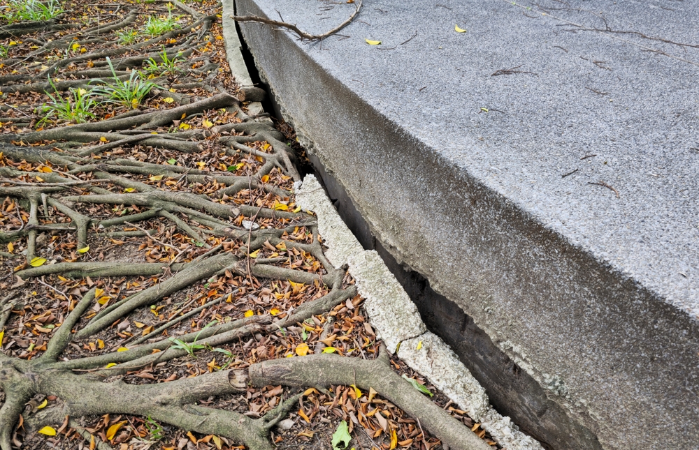 Featured image for “How to Protect Homes From Tree Root Damage”