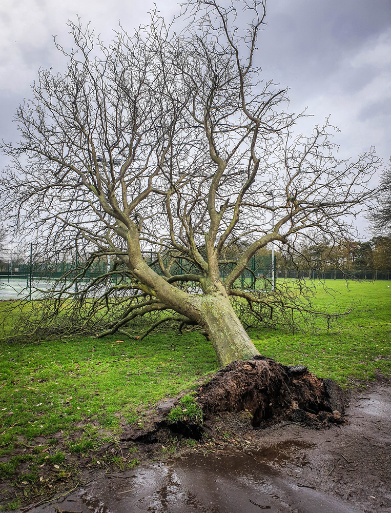 Featured image for “Can You Replant an Uprooted Tree?”
