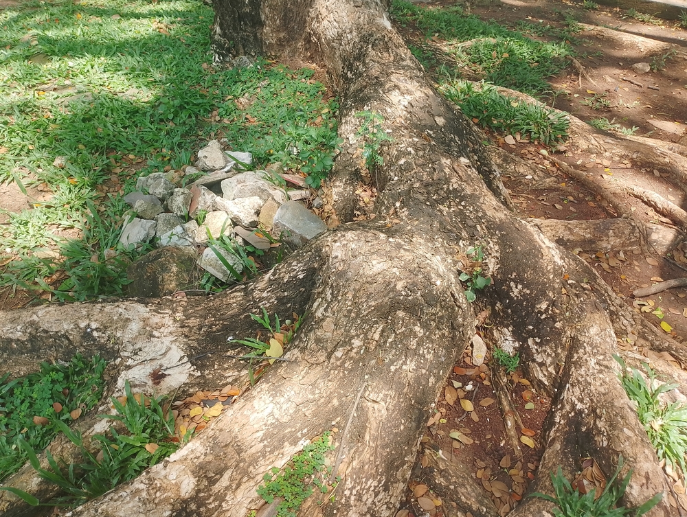 Featured image for “Why Are Tree Roots Growing to the Surface?”