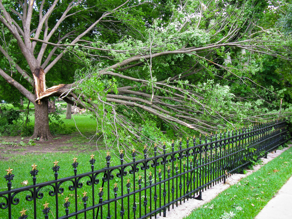 Featured image for “The Importance of Removing Hanging Tree Limbs After a Storm”