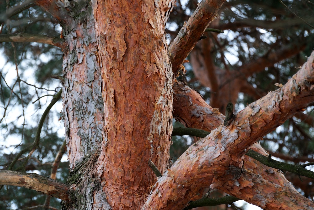 Featured image for “Why Is My Tree Bark Changing Color?”