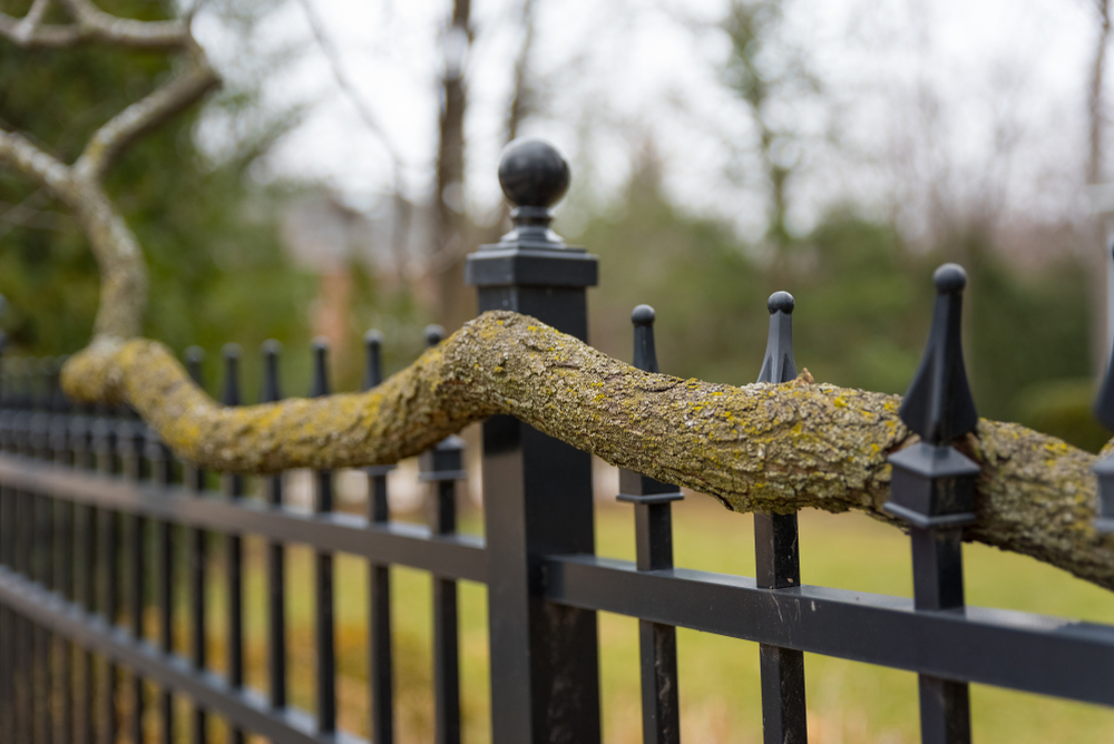 Featured image for “North Carolina Laws for Cutting a Neighbor’s Tree Branches”